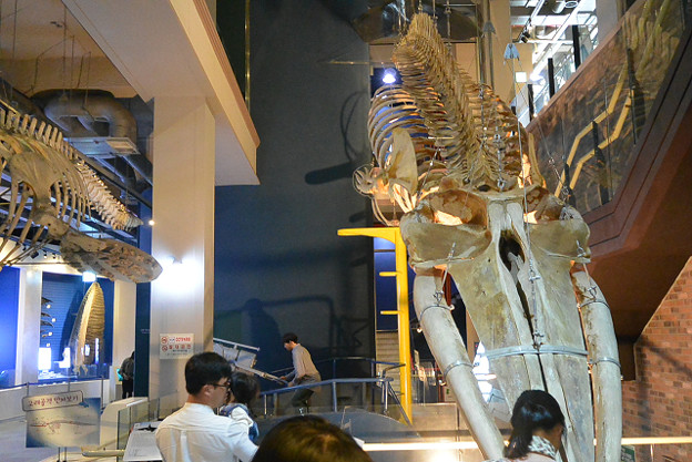 resize13148 写真: resize13148