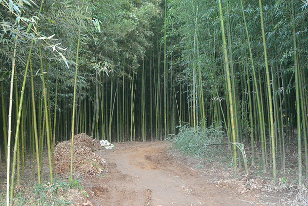 resize13267 写真: resize13267