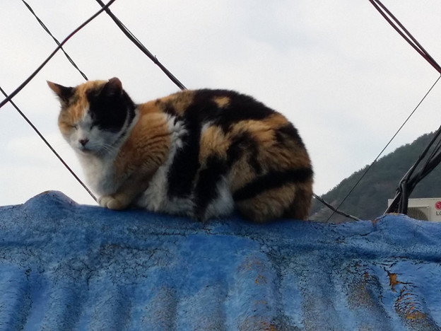 resize14650 写真: resize14650