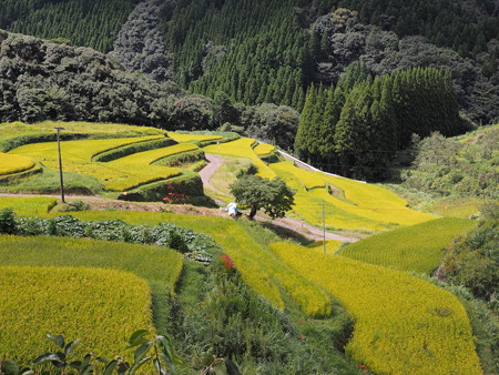 美里町の棚田 小崎地区と白石野地区 路傍の花たち