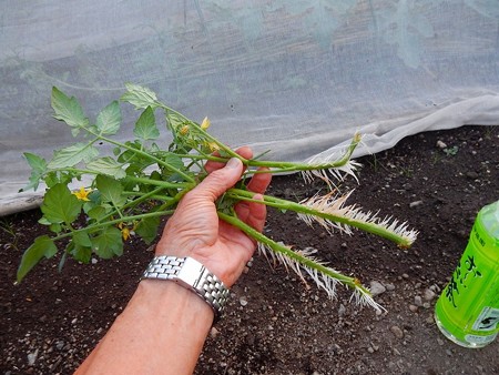 ミニトマト脇芽発根品植え付け 私のブログ 田舎の自由人 楽天ブログ