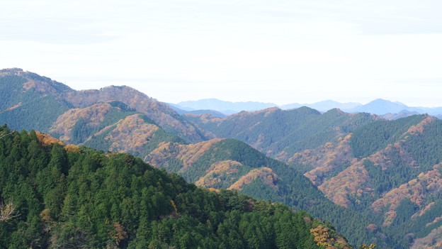 上から紅葉