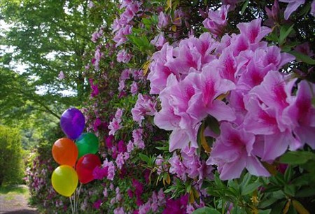 IMGP5726_0511