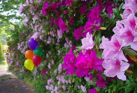 IMGP5941_0511