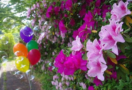 IMGP5943_0511