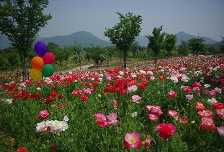 IMGP9163_0531