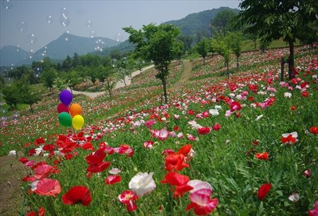 IMGP9232_0531