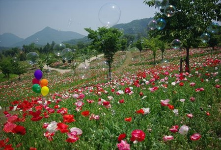 IMGP9242_0531