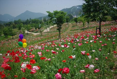 IMGP9245_0531