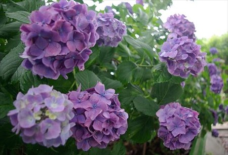 IMGP0047_0622