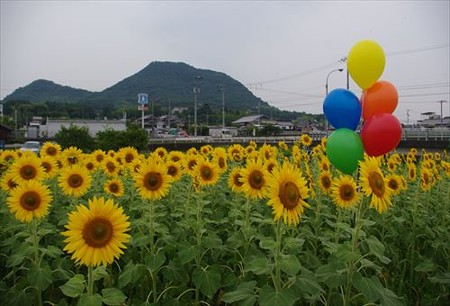 IMGP7385_0703