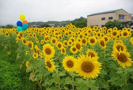 IMGP0506_0706