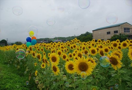 IMGP0538_0706