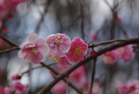 IMGP4891_0308