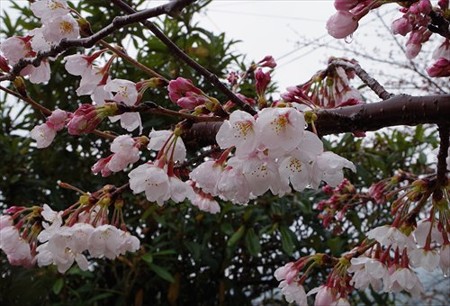 IMGP2482_0329