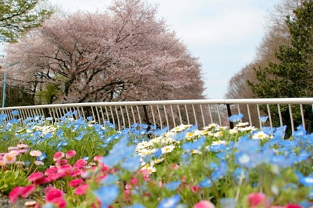 善福寺川の桜