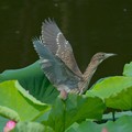 蓮池の鳥-4