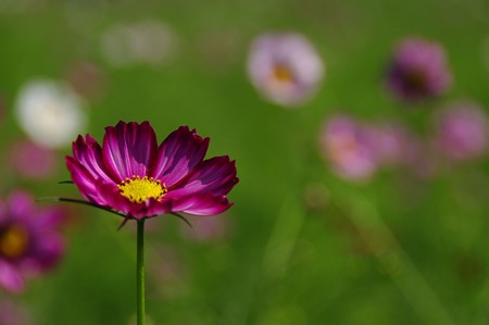 14昭和秋桜-0512