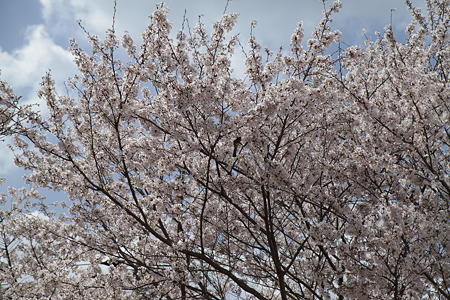 桜の木に鳥が