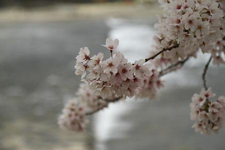 桜と錦川