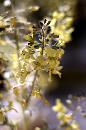 葉牡丹の花　その2