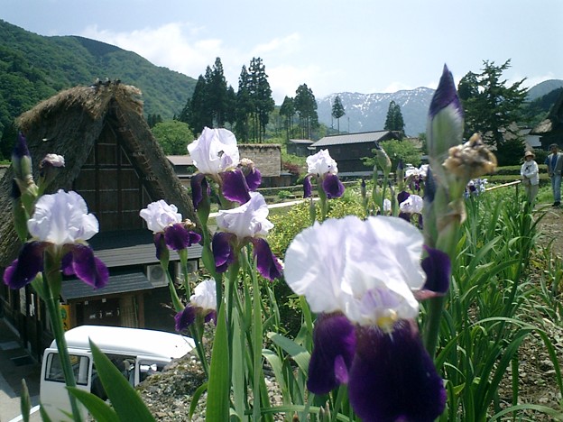 黒部立山旅行 097