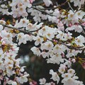 Photos: 桜～入間市久保山稲荷