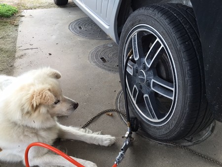 犬　空気圧　検査官！？