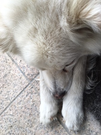 犬　睡眠中
