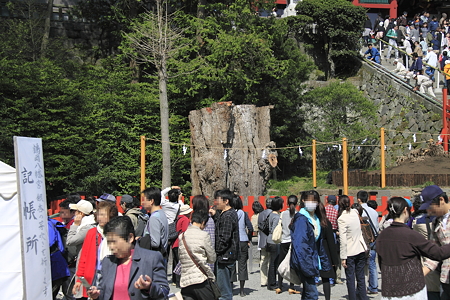 大銀杏たくましく