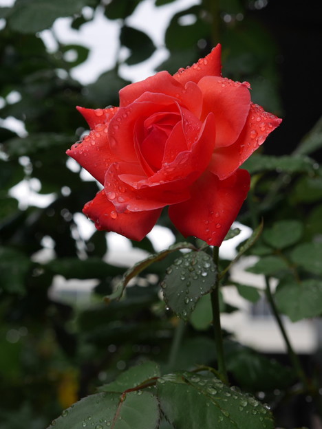 雨に濡れた薔薇 赤 写真共有サイト フォト蔵