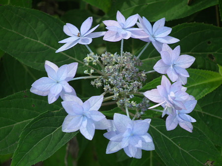 DSCF0645