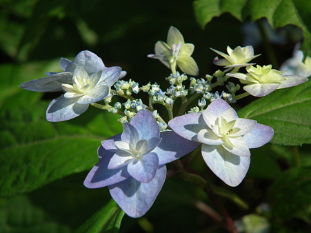 DSCF0710