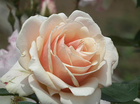 DSCF0098