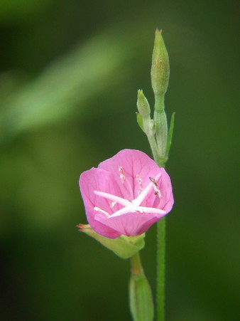 DSCF0063