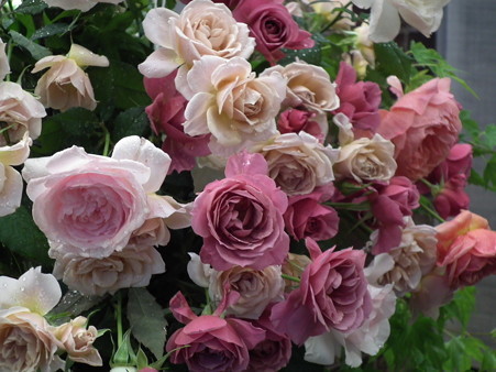 DSCF0923