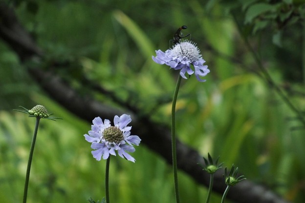 DSCF0267