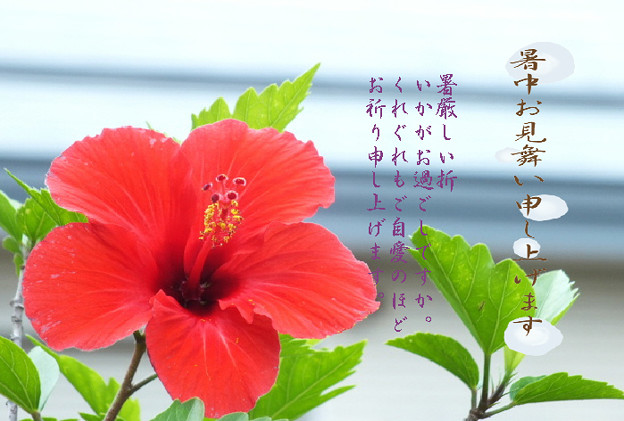 暑中8