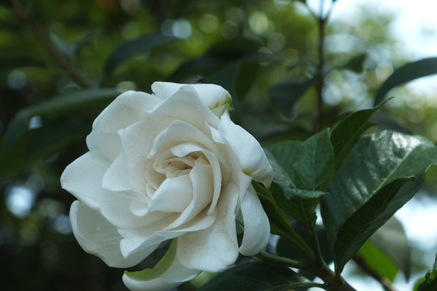 DSCF0075