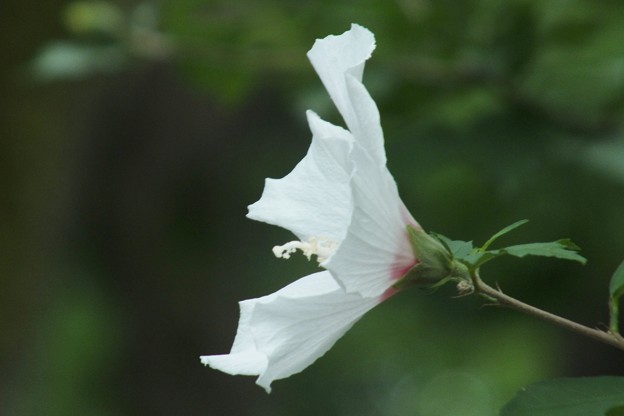 DSCF0247