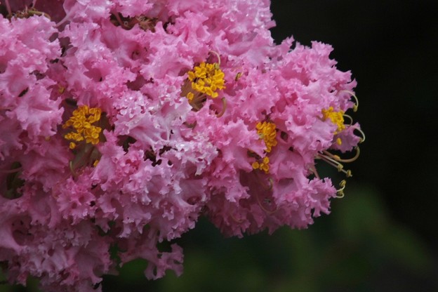 DSCF0003