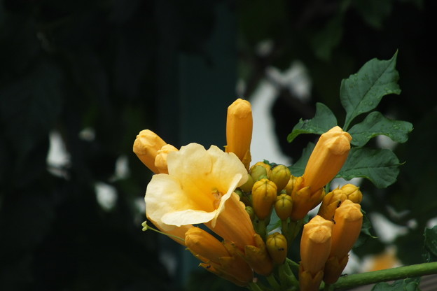DSCF0032