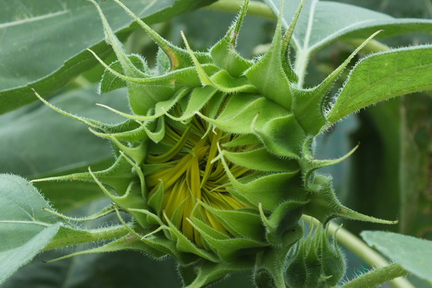 DSCF0026