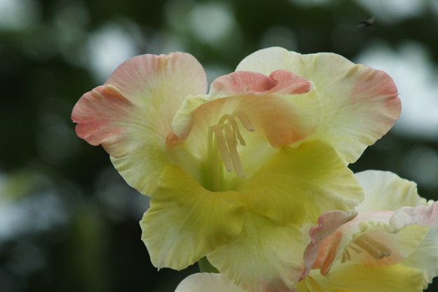 DSCF0257
