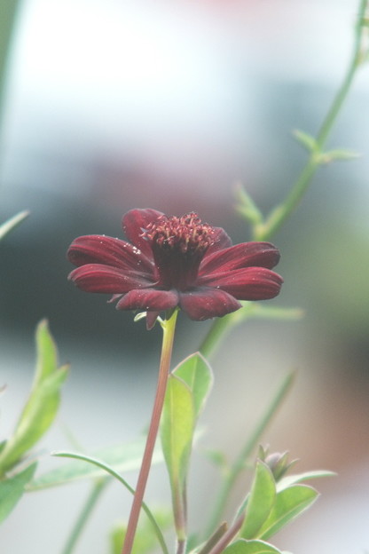DSCF0451