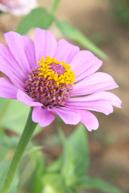 DSCF0075