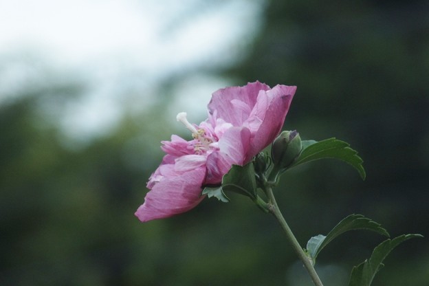 DSCF0173