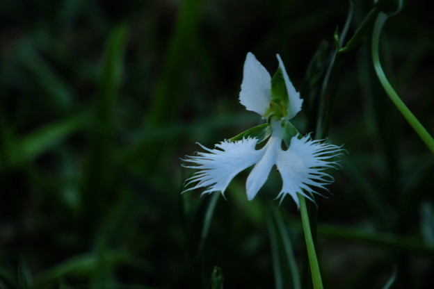 DSCF0473