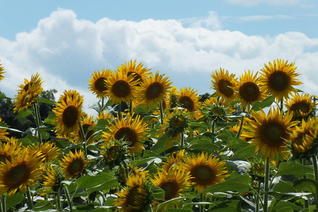DSCF0144