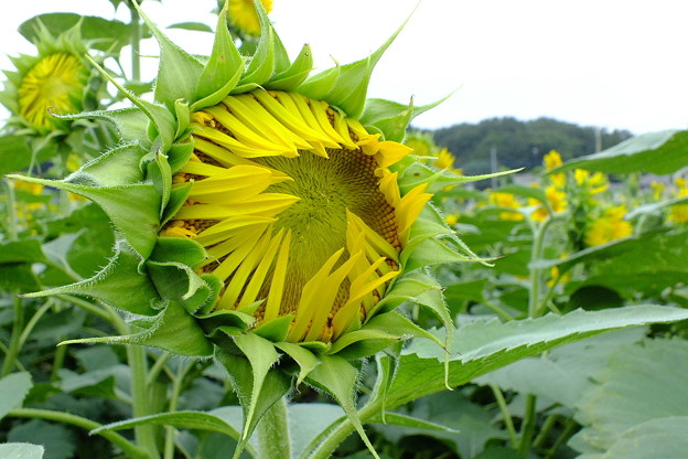 DSCF0007